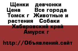 Щенки - девчонки › Цена ­ 2 - Все города, Томск г. Животные и растения » Собаки   . Хабаровский край,Амурск г.